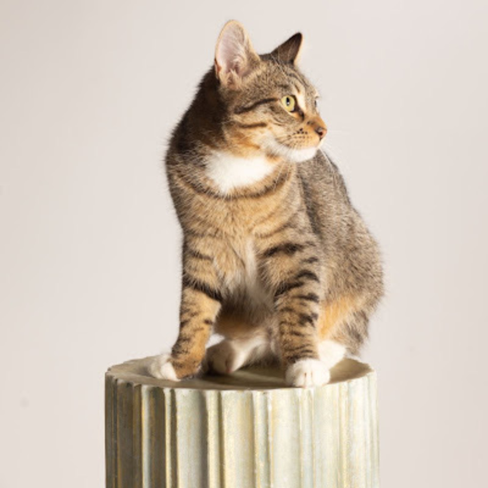 Meet your Posher, Charlie